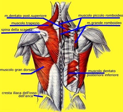 muscoli schiena