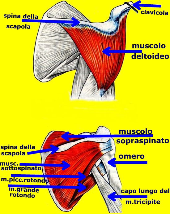 spalla muscoli