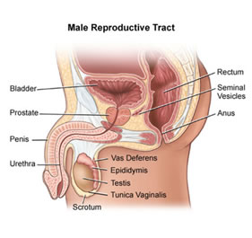 Prostata e apparato riproduttivo maschile