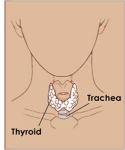 Tiroide anatomia
