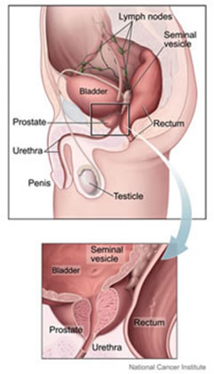 funzioni prostata