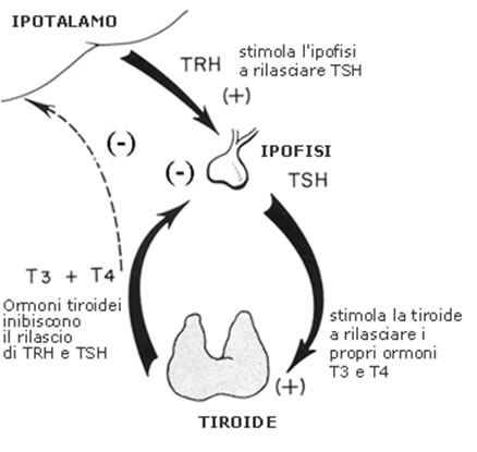 sintesi ormoni tiroidei