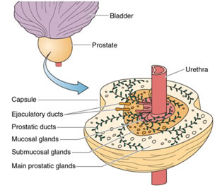 struttura prostata